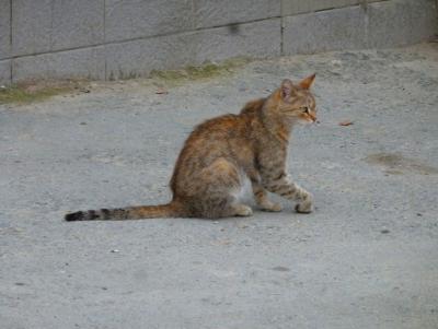 Прикрепленное изображение: P1070530.jpg